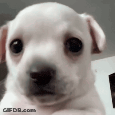 Small White Puppy Looking At Camera GIF
