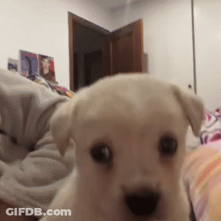 Small White Puppy Looking At Camera GIF