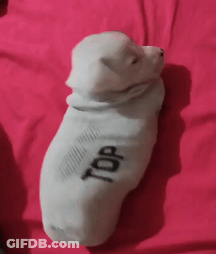 Small White Puppy Wrapped In Blanket Saying Top GIF