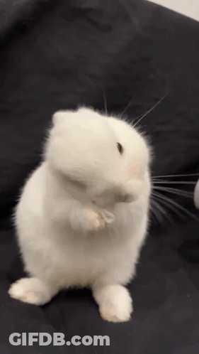 Small White Rabbit Standing GIF