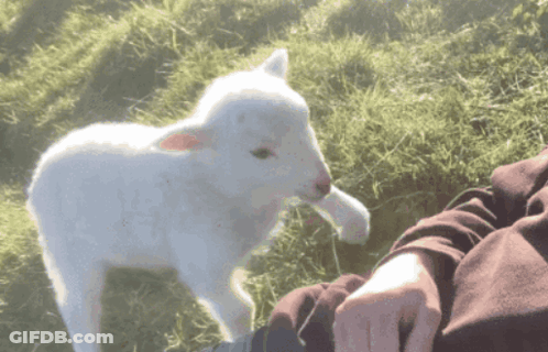 Small White Sheep Standing Next To Person GIF