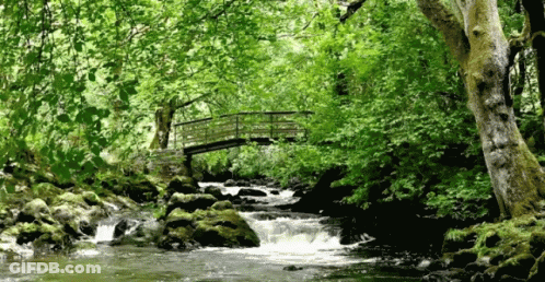 Small Wooden Bridge Over River In Forest GIF