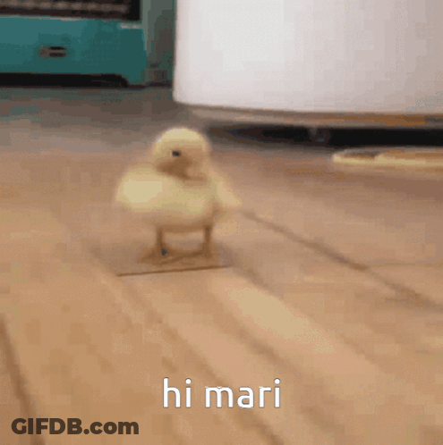 Small Yellow Chicken Walking Hi Mari GIF