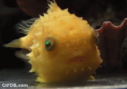 Small Yellow Fish With Green Eye Swimming GIF