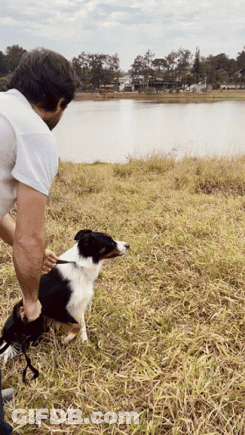 Smart Border Collie Dives Into Lake GIF
