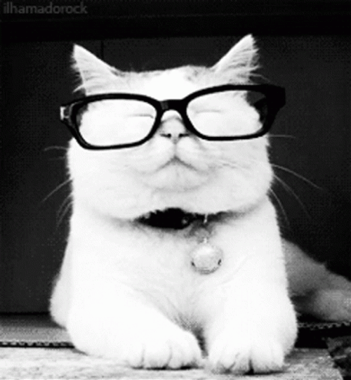 Smart Cat With Glasses GIF