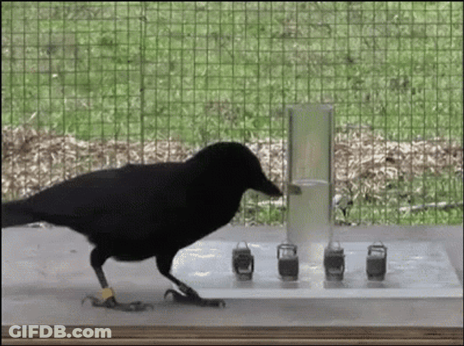 Smart Crow Solving Problems GIF