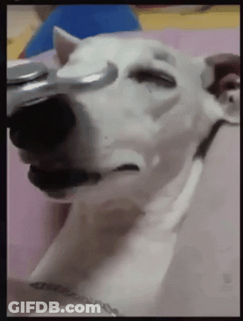 Smart Dog Nose And Feet Spinner Tricks GIF