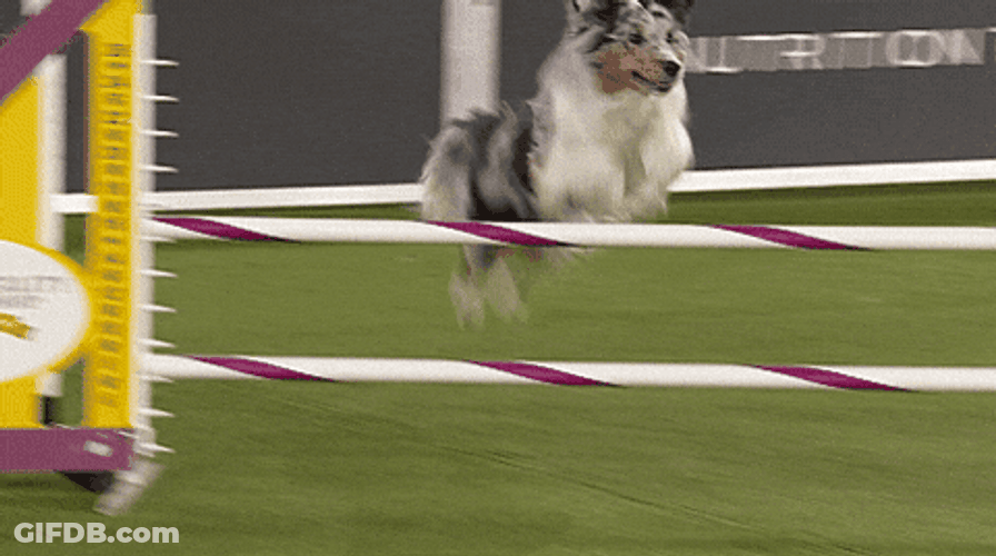 Smart Dog Sped Run Agility Competition GIF