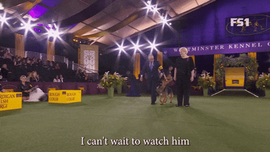 Smart German Shepherd GIF