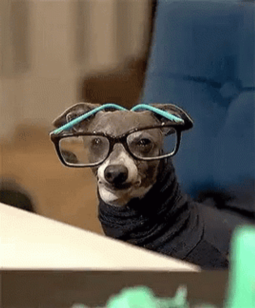 Smart Meme Cute Dog With Eyeglasses GIF