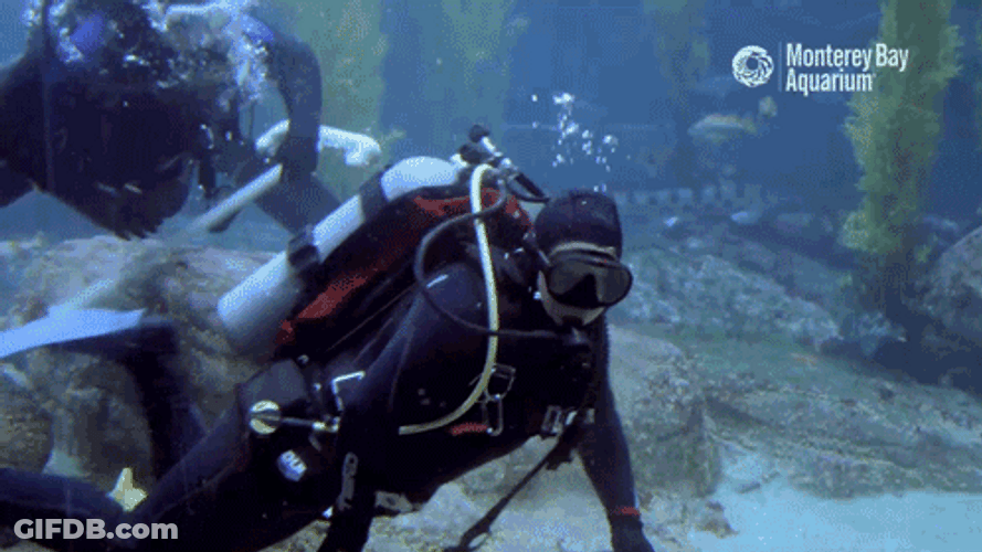 Smile And Wave Boys Scuba Diver GIF