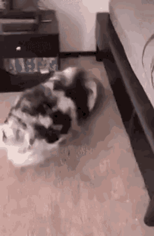 Smile Dog GIF