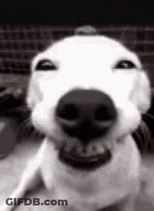 Smile Ugly Dog GIF