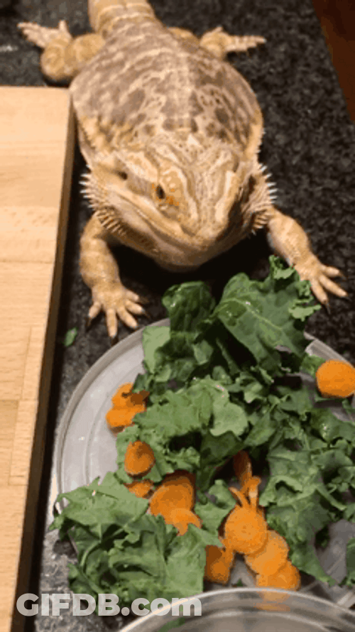 Smiley Bearded Dragon GIF