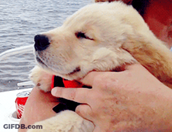 Smiley Dog On Boat GIF
