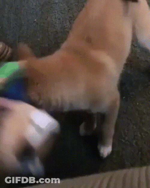 Smiley Dog Playing Tug GIF