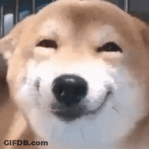 Smiley Dog Shiba Inu GIF
