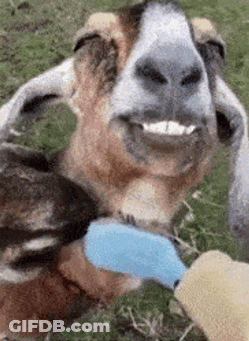 Smiley Goat Brushed GIF