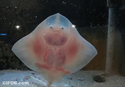 Smiley Stingray Swimming In Tank GIF
