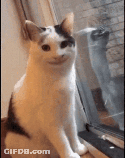 Smiling Beluga Cat GIF