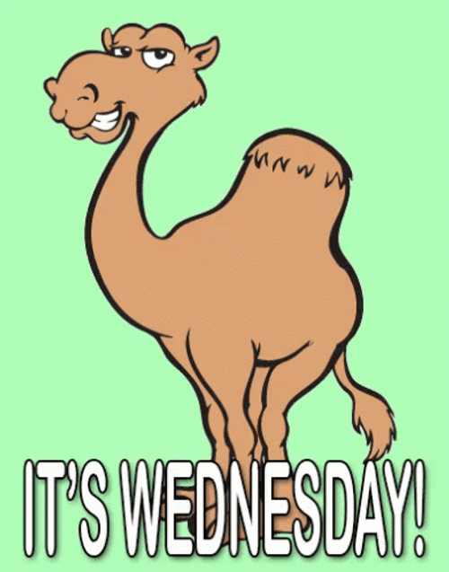 Smiling Camel It's Hilarious Wednesday GIF