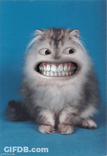 Smiling Cat Blue Background GIF
