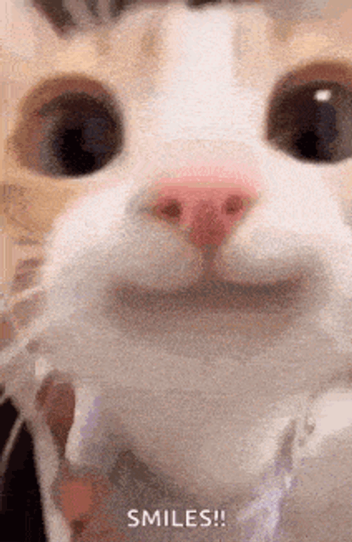 Smiling Cat Happy Cat GIF