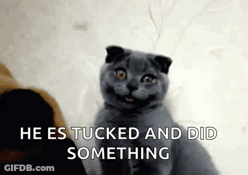 Smiling Cat He Es Tucked And Did Something GIF