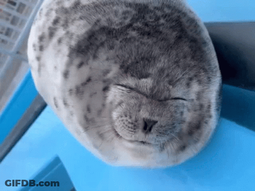 Smiling Curling Seal GIF