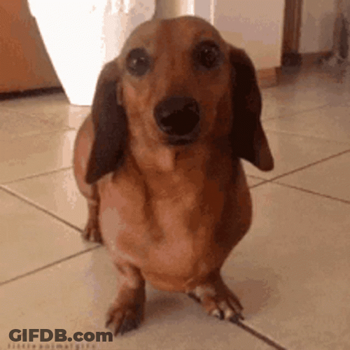 Smiling Dachshund Dog Wagging Tail GIF