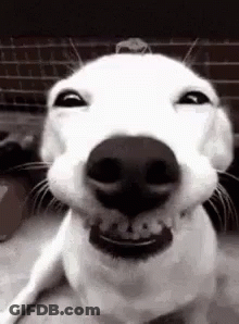 Smiling Dog GIF