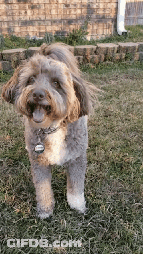 Smiling Dog Bordoodle GIF