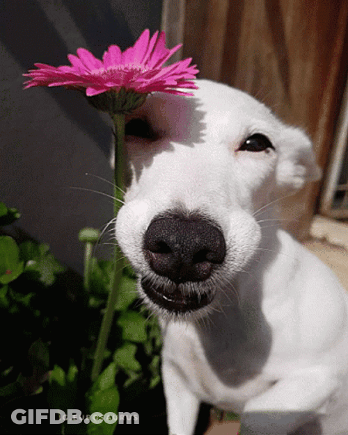 Smiling Dog Butterfly Flowers GIF