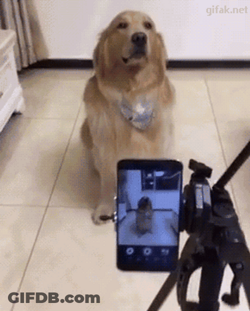 Smiling Dog Camera Pictorial GIF