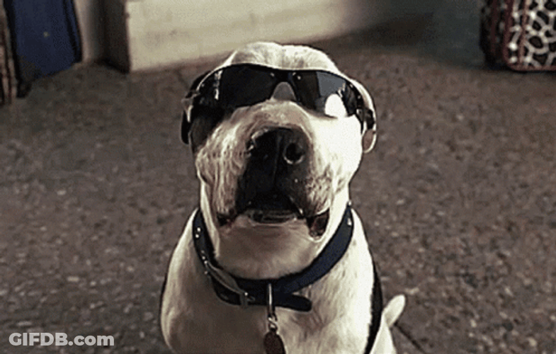 Smiling Dog Cool Shades GIF