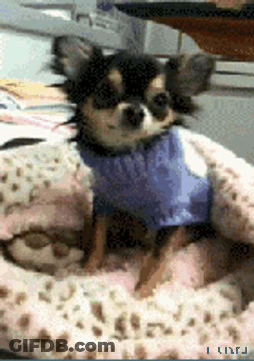 Smiling Dog Costume Chihuahua GIF
