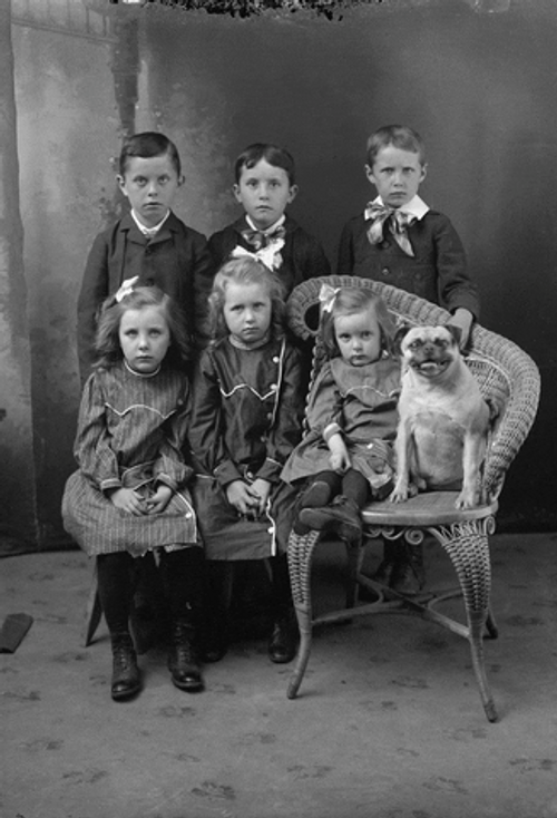 Smiling Dog Family Portrait GIF