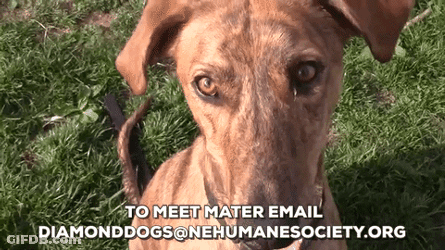 Smiling Dog For Adoption GIF