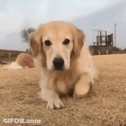Smiling Dog Golden Retriever GIF