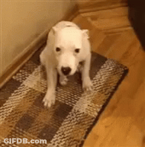 Smiling Dog Happy GIF