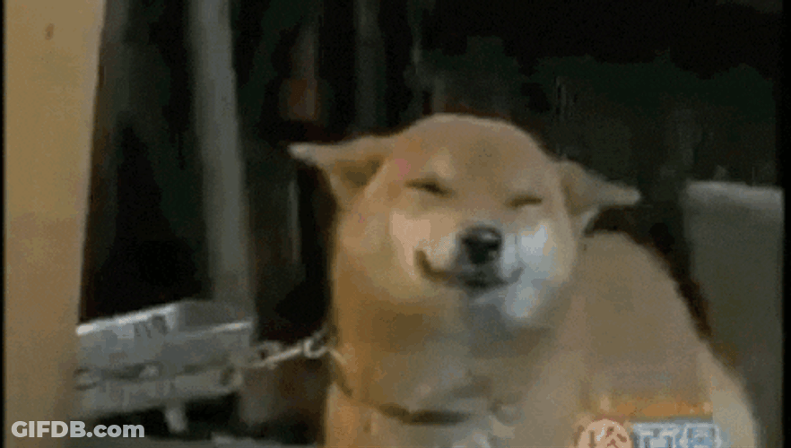 Smiling Dog In Chain GIF