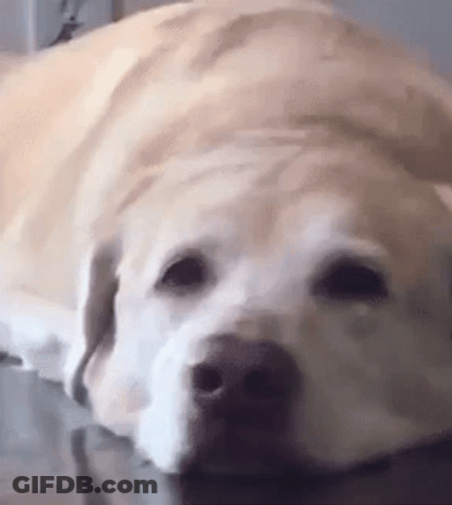 Smiling Dog Labrador Retriever GIF