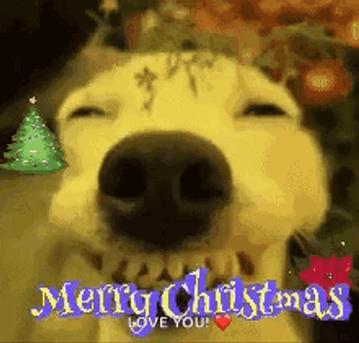 Smiling Dog Merry Christmas Meme GIF