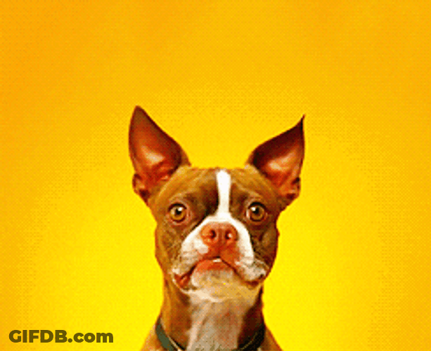 Smiling Dog Photoshoot GIF
