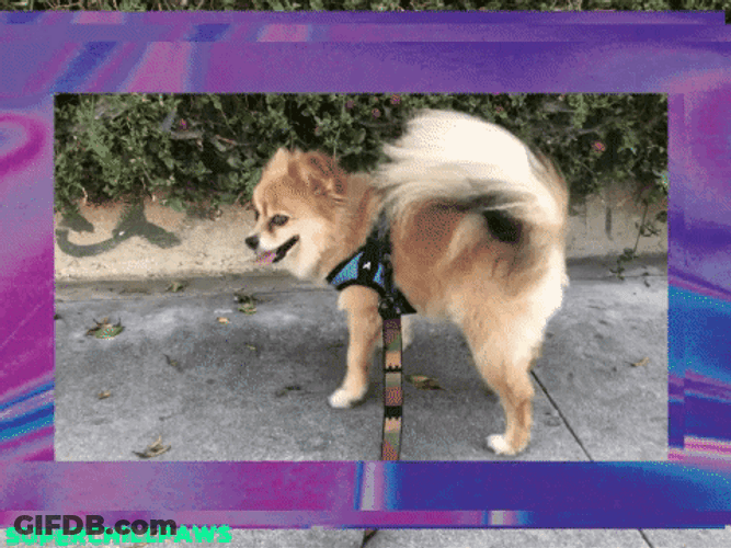 Smiling Dog Pomeranian GIF