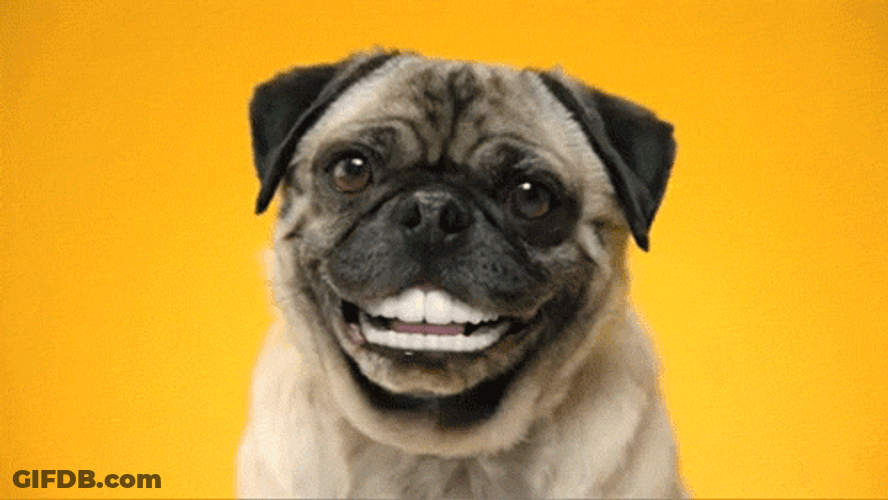 Smiling Dog Pug Teeth GIF