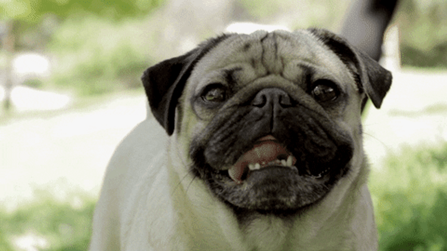 Smiling Dog Pug Tongue Lick GIF