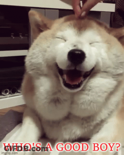 Smiling Dog Saying Who's A Good Boy GIF