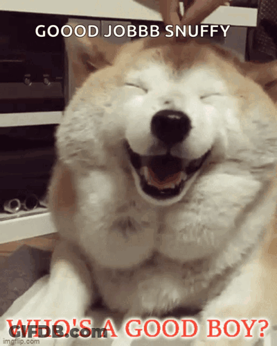 Smiling Dog Saying Who's A Good Boy GIF